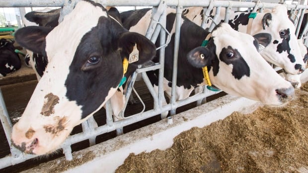  Le gouvernement Trudeau revendique la victoire dans le dernier différend commercial avec les États-Unis sur les produits laitiers