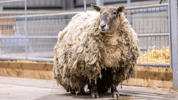  Le « mouton le plus solitaire de Grande-Bretagne » sauvé après plus de 2 ans bloqué au pied d’une falaise