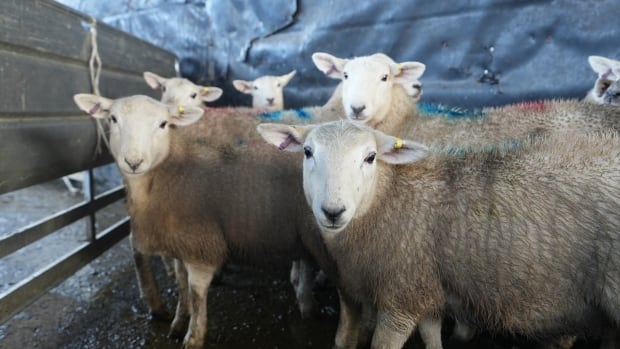  Compter les moutons et leurs rots pourrait contribuer à réduire les émissions mondiales de méthane