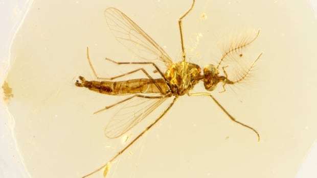  Le plus vieux moustique en ambre révèle une surprise suceuse de sang