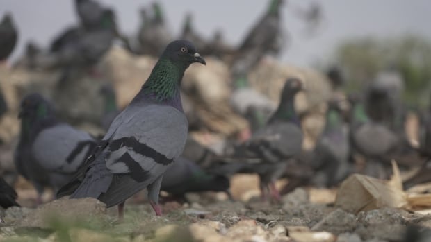  Les médecins de Mumbai accusent les pigeons d’être à l’origine d’une augmentation des maladies pulmonaires