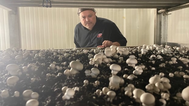  Un producteur de champignons au centre de l’échange de taxe sur le carbone Trudeau-Poilièvre