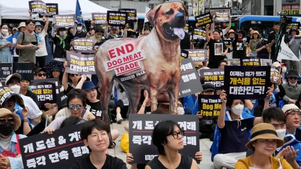  La Corée du Sud décide d’interdire le commerce de la viande de chien alors que le public demande de plus en plus de mettre fin à cette pratique.