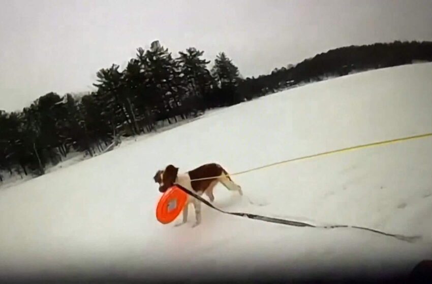  Un chien sauve un propriétaire du Michigan tombé à travers la glace