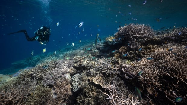  Le moniteur des récifs coralliens ajoute de nouveaux niveaux d’alerte pour suivre la flambée des températures des océans